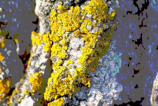 Baumrinde